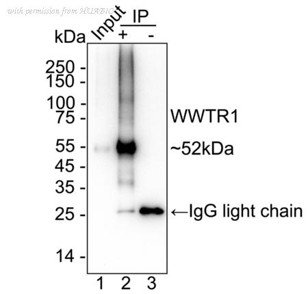 HUABIO HA723764 image 2