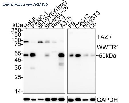 HUABIO HA723765 image 1