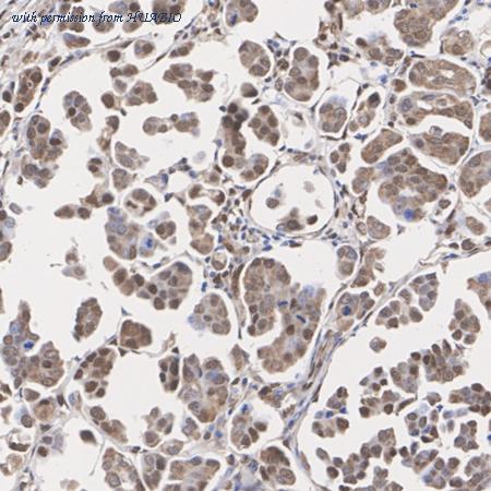 HUABIO HA723765 image 2