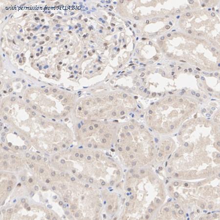 HUABIO HA723765 image 3