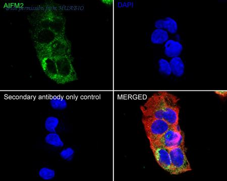 HUABIO HA723767 image 2