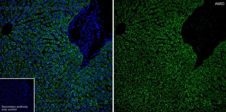 HUABIO HA723767 image 3