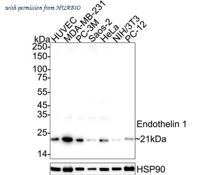 HUABIO HA723770 image 1
