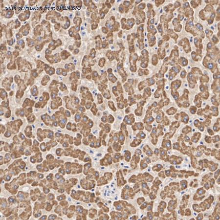 HUABIO HA723774 image 2