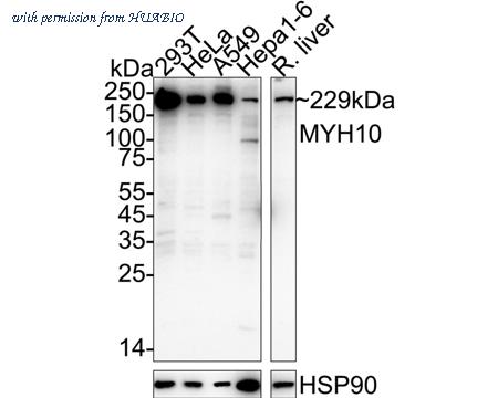 HUABIO HA723775 image 1