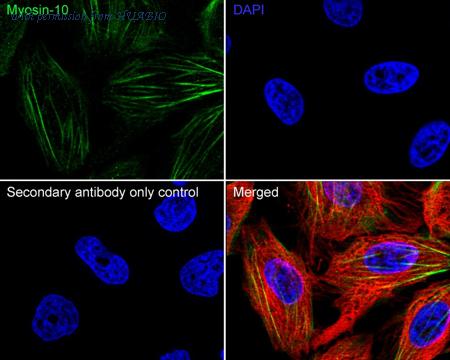 HUABIO HA723775 image 2