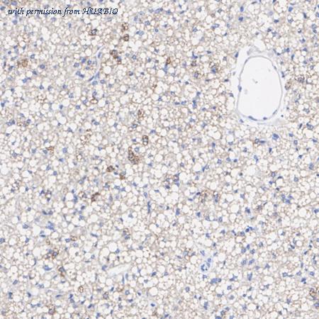 HUABIO HA723776 image 3