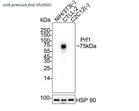 HUABIO HA723797 image 1