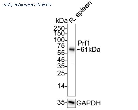 HUABIO HA723797 image 3
