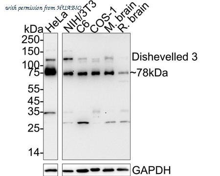 HUABIO HA723798 image 1