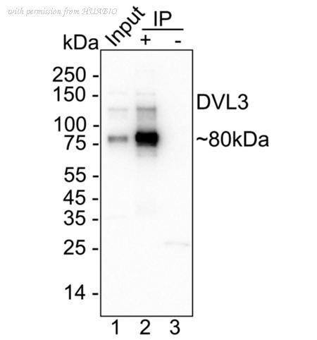 HUABIO HA723798 image 2