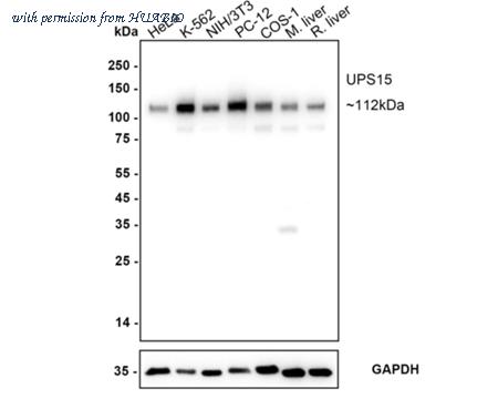 HUABIO HA723799 image 1
