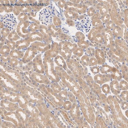 HUABIO HA723799 image 2