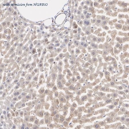 HUABIO HA723799 image 3