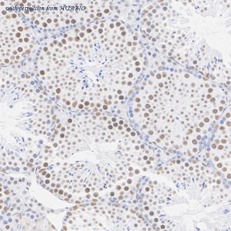 HUABIO HA723800 image 2