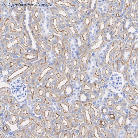 HUABIO HA723855 image 3