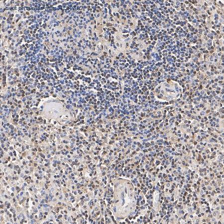 HUABIO HA723857 image 3