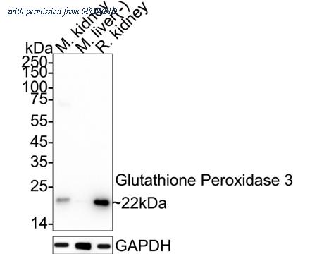 HUABIO HA723894 image 1