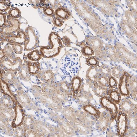 HUABIO HA723894 image 2