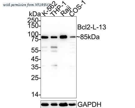 HUABIO HA723899 image 1