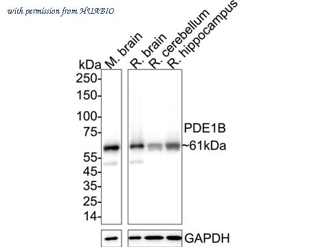 HUABIO HA723934 image 1
