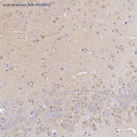 HUABIO HA723934 image 2