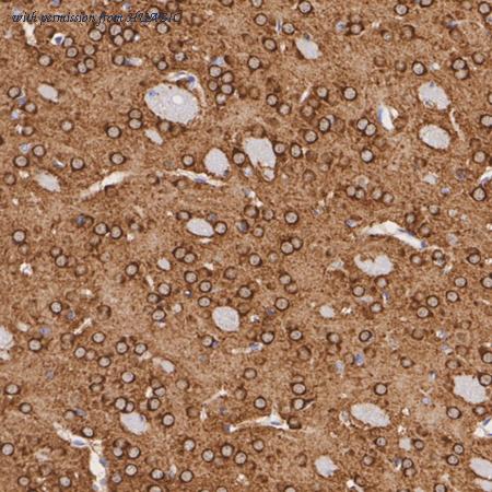 HUABIO HA723934 image 3