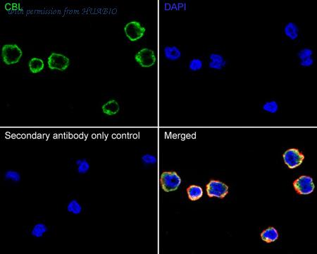 HUABIO HA723936 image 2