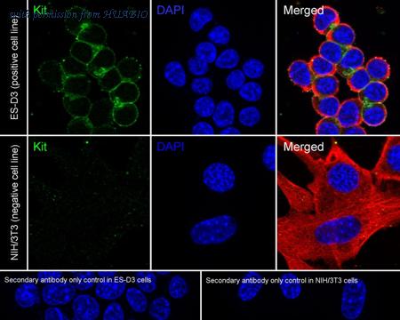 HUABIO HA723948 image 2