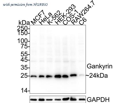 HUABIO HA723949 image 1