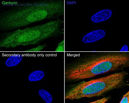 HUABIO HA723949 image 2