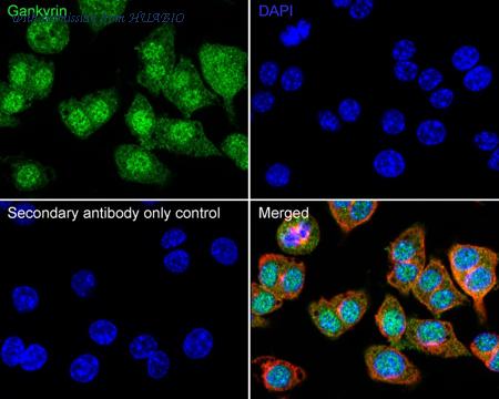 HUABIO HA723949 image 3