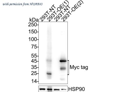 HUABIO HA723950 image 1