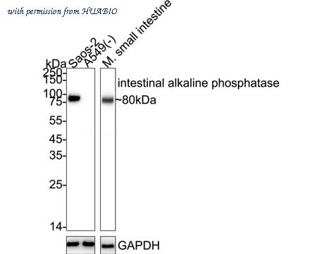HUABIO HA723951 image 1