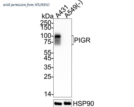 HUABIO HA723953 image 1