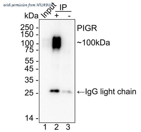 HUABIO HA723953 image 3
