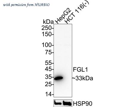 HUABIO HA723962 image 1