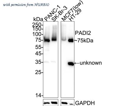 HUABIO HA723969 image 1