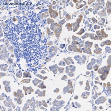 HUABIO HA723969 image 2