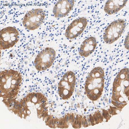 HUABIO HA723969 image 3