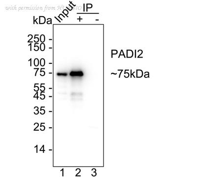 HUABIO HA723970 image 2