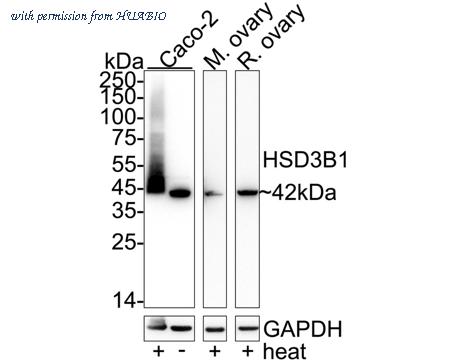 HUABIO HA723971 image 1