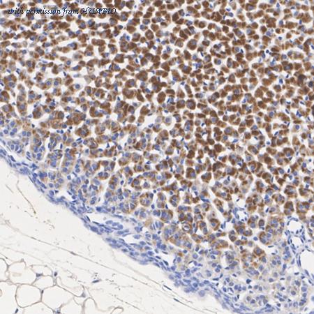 HUABIO HA723971 image 2