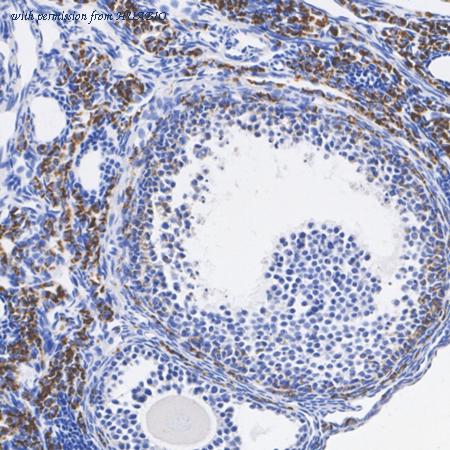 HUABIO HA723971 image 3