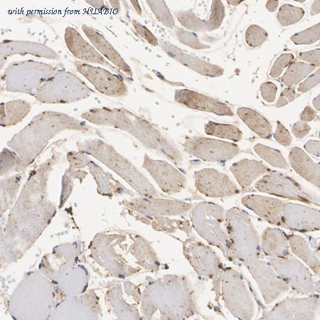 HUABIO HA723972 image 3