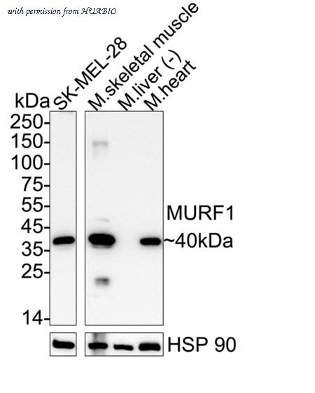 HUABIO HA723973 image 1