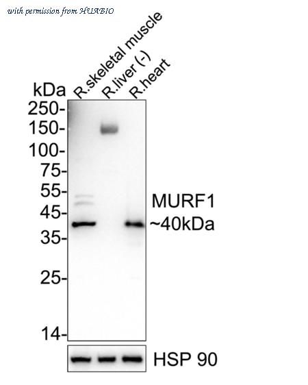 HUABIO HA723973 image 2