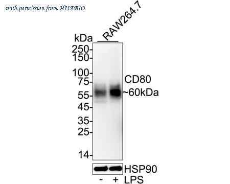 HUABIO HA723976 image 2