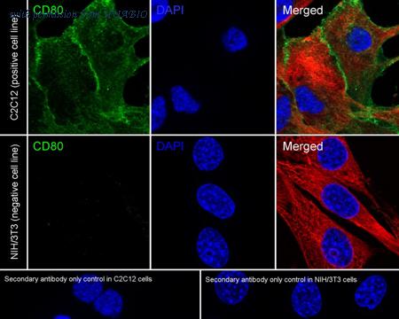 HUABIO HA723976 image 3