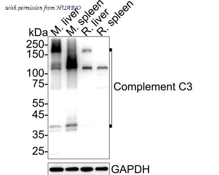 HUABIO HA723984 image 1